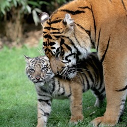 brookshawphotography:  It’s International Tiger Day… One of the Sumatran Tiger Cubs at Chester Zoo with their Mother, Kirana. Lovely to see such affection in the animal world. 
