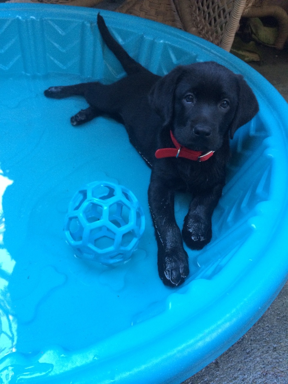 lila-the-labrador:  Pool time!