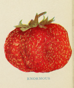 nemfrog:Enormous. Biggle berry book. 1911.