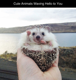 tastefullyoffensive: Animals Waving Hello to You [boredpanda]Previously: Perfectly Timed Dog Photos 