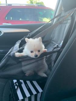 everythingfox:  “I bought a doggy car seat for my new little one! She loves sitting, looking at me like this on our rides!“(Source)