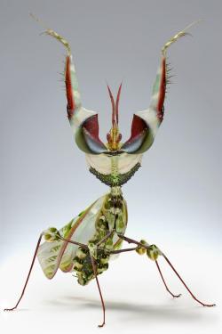 cool-critters:  Devil´s flower mantis (Idolomantis diabolica) Devil´s flower mantis is one of the largest species of praying mantis, possibly the largest that mimics flowers. They are native to Ethiopia, Kenya, Malawi, Somalia, Tanzania, and Uganda.