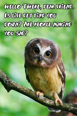 batter-sempai:  Based on the adorable little saw whet owl from this post: http://chibisayuri.tumblr.com/post/59043395101/saw-whet-owls-are-quite-possibly-the-most-adorable Encouraging owl. He doesn’t like seeing people sad, he wants everyone to be happy.