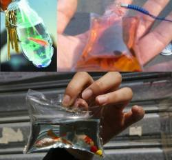 earthsoldiers:  emptythetanks:  passion4killerwhales:  vandawn71:  originalbritishdrama-blog: CHINAS LIVE AQUATIC SOUVENIRS These living fish and turtle charms are being sold in many places throughout China and must be stopped. They are cruel and the