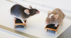 nyooom:  cooladult:  pervpanda:  this is so ratical   these are not rats, these are mice, but still, very gnarly moves they are doing  whats cooler than being cool? mice cold. alrat alrat alrat alrat alrat alrat alrat alrat alrat  