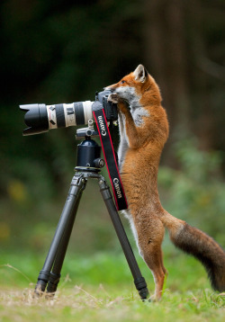 peterpayne:  Wildlife photography. (source