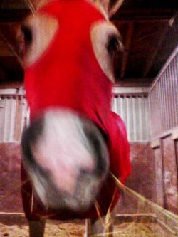 Dressed up my horse as Santa Claus.!! He hated me for it :/ lol