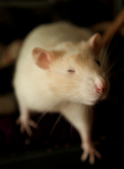 many-splendored-rat:  thx Pertwee, you read my mind. As was focusing my camera, I was thinking “man, this shot is great, but it would be a LOT better if she would just close her eye. That’d really make it awesome.”