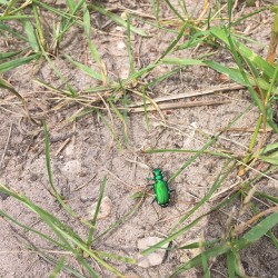 milkofwildbeasts:  Metallic green beetle #coleoptera #insects #beetle #entomology #michigan  (at Sleeping Bear Sand Dunes National Park)