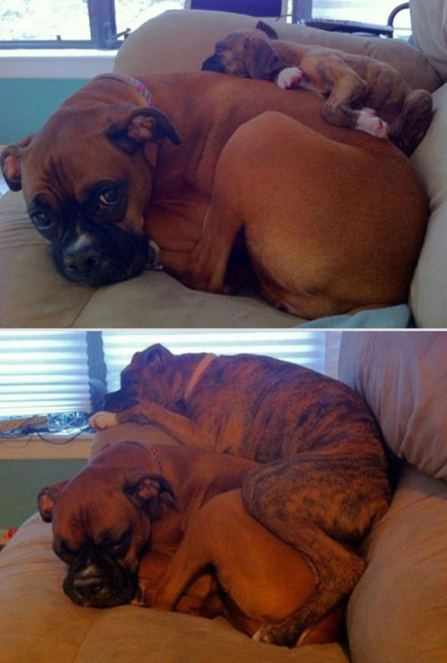 grease-gas-and-asatru:  thesuperfatbitch:  tastefullyoffensive:  Before and After Pictures of Animals Growing Up [via]Previously: Animals Using Other Animals as Pillows  Too much cute. Heart hurts! Want cuddles!   So adorable :-)   