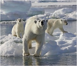 On the prowl (Polar Bear with cubs)