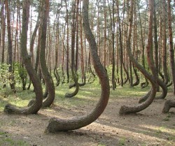extende:  unexplained-events:  In a tiny corner of western Poland a forest of about 400 pine trees grow with a 90 degree bend at the base of their trunks - all bent northward. Surrounded by a larger forest of straight growing pine trees this collection
