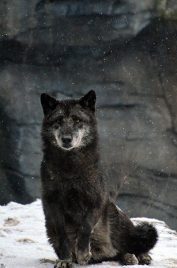 sweetpeapath:   black wolf 