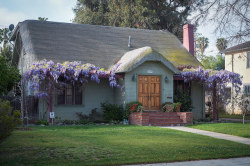dailybungalow:  1922 Cottage studded with Wisteria by Jett Loe on Flickr.