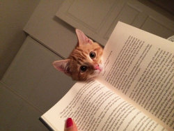 telesilla:awesome-picz:  Cats That Need Your Attention The Exact Moment You Start Reading    Cats Against Literacy
