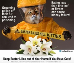 wilwheaton:  dean-bangs-cas-in-the-impala:  theexoticvet: Every year I diagnose at least one cat with renal failure due to lily poisoning. If you have cats please don’t have lilies. Signal boost!!!! Save kitties!!!!!  Yikes.