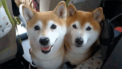 hellorejoice:  “Hikari and Ichigo”Famous dogs of Japan 