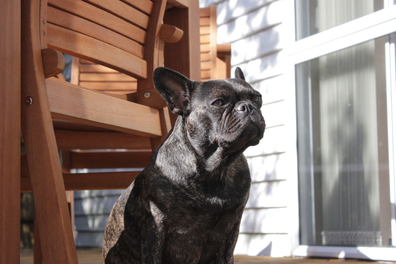 dailyfrenchie:   Cassy is a 4year old Frenchie from New Zealand. She is supervising