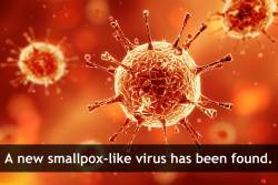 scienceyoucanlove:     Researchers have found a new virus related to smallpox. So far two men in the Republic of Georgia have been infected and presented symptoms similar to smallpox, such as painful blisters on the hands and arms, fever and swollen lymph