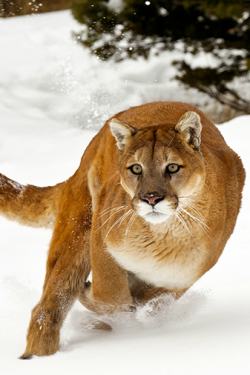 waasabi:  Winter Cougar by Christopher