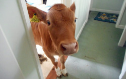 Awwww-Cute:  A Guernsey Woman Forgot To Lock A Door And Found This Guy Inside  Manu