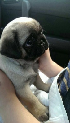 awwww-cute:  Baby Pug 