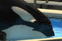 freedomforwhales:  “When the whales at SeaWorld were played a sound recording of a group of whales made at sea, they all stopped moving in their tanks. Then one of them, Corky, began shaking violently. The tape was playing sounds of her family. “I