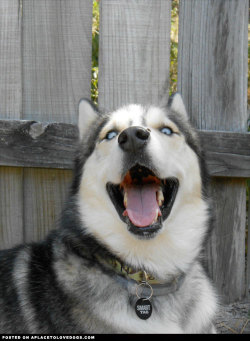 aplacetolovedogs:  Adorable Husky Pickles cute reaction to a fly landing on his nose For more cute dogs and puppies