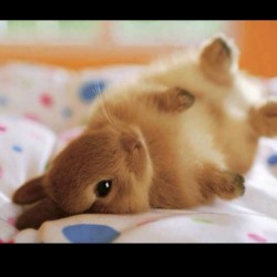 BUNNY! #cute #bunny #adorable #awwww #lovely #ilovebunnys 
