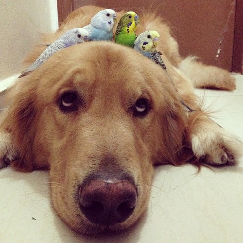 makilikesflowers:  thischarmingmannequin:  tastefullyoffensive:  Bob the golden retriever is best friends with eight birds and a hamster.(photos via @bob_goldenretriever/imgur)  makilikesflowers cycobandita  Bob and friends