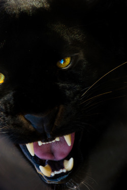 waasabi:  Black Panther by Wayne Holt 