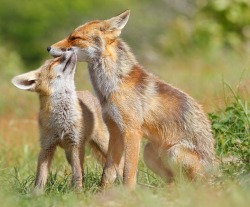 beautiful-wildlife:  Red Fox Love by Roeselien Raimond