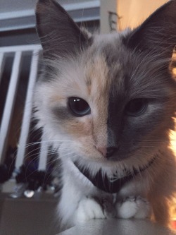 overdoseonit:  This cat is prettier than me.