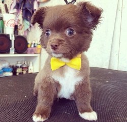 cute-overload:  Bow Ties Are Totally In Right Nowhttp://cute-overload.tumblr.com  What a little cute with his bow tie :)