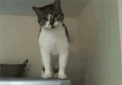 caturday:  New trick  Przy kocie fizyka przestaje istnieć. 