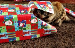 Getoutoftherecat:  Get Out Of There Cat. Why Would We Get You As A Present For Dad.