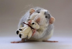 adorablygoaty:  shiftylookingoctopus:  These are picture taken by a woman who makes teddy bears to cheer up her pet rats.  Reblogging because rats are the cutest &lt;3 