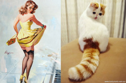 hurly-burly-perth:  thanatopsiturvy:  Seriously. Follow this blog immediately: Cats That Look Like Pin Up Girls  You totally should :) 