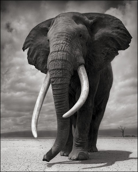 Nick Brandt&rsquo;s fine art photography of the disappearing natural world of