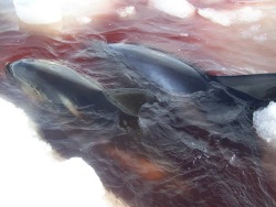 fightingforwhales:   Dozens of white-beaked dolphins are trapped in ice in Cape Bay in Newfoundland, Canada. Apparently some have died, and clearly others are in rough shape. One Facebook group has listed a number of organizations you can contact to help
