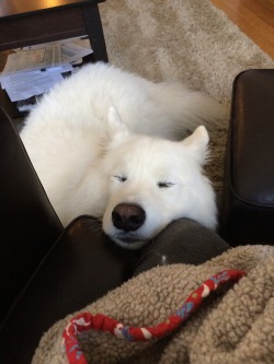 skookumthesamoyed:  somebody fell asleep while trying to beg for thai food…