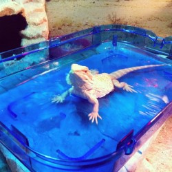 Drako enjoying a bath.#beardeddragon #pet #reptile #lizard