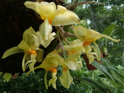 orchid-a-day:  Stanhopea graveolens Syn.: Stanhopea aurata, Stanhopea aurea, Stanhopea graveolens var. alba, Stanhopea graveolens var. aurata, Stanhopea graveolens var. inodora, Stanhopea graveolens var. major, Stanhopea graveolens var. venusta, Stanhopea