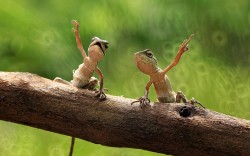 magicalnaturetour:  Tree lizards wave their arms in the air as they perch on a branch in Tangerang, IndonesiaPicture: Iwan Pruvic/Solent News