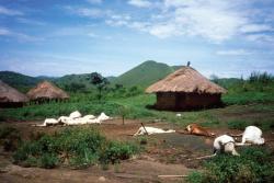 The 1986 Lake Nyos explosion In north-west Cameroon lay Lake Nyos, a picturesque blue expanse lying close to a valley which contained two villages. All was unremarkable until August 1986, when there was a rumbling followed by a spray shooting out and