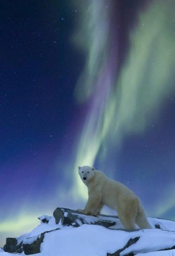 Standing in the spotlight (Polar Bear)
