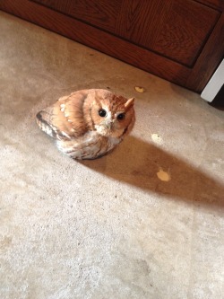 agelfeygelach:  little-yogi:  It’s a cute little thing though.  Sometimes it is hard to remember that owls are incredibly dangerous predators seen by cultures throughout  the world as ill omens. Especially when they look like toasted marshmallows.