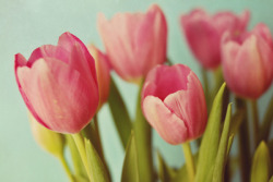 pink tulips Art Print by Beverly LeFevre | Society6 on We Heart It. http://weheartit.com/entry/65503391/via/glowinginthedarkness