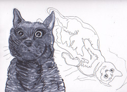 Raph&rsquo;s Best Cat, Horatio!