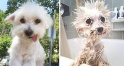 awwww-cute:  Before bath and after bath (Source: http://ift.tt/2DtiWjY)